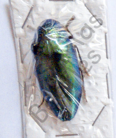 Sternocera sp.