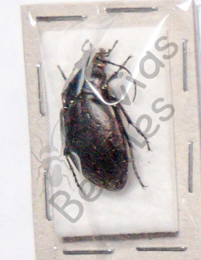 Calosoma nemoralis ♀