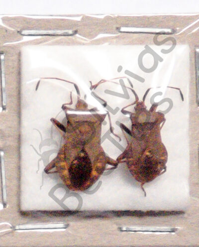 Heteroptera ssp.