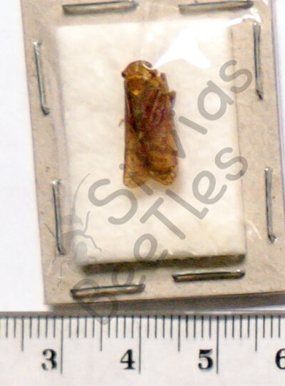 Cicicadae ssp.