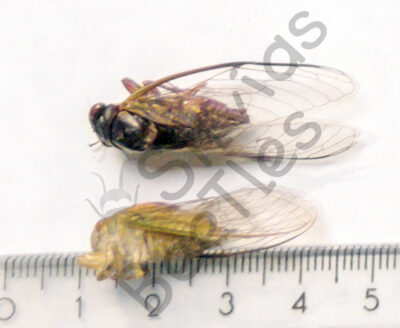 Cicicadae ssp.