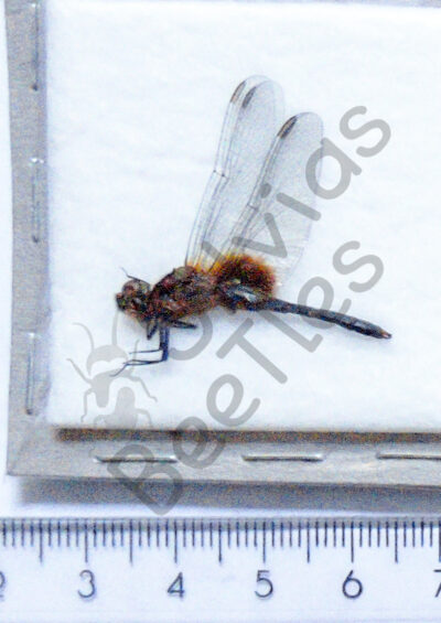 Odonata ssp.