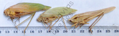 Orthoptera ssp.