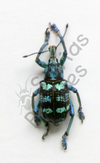 Eupholus linnei