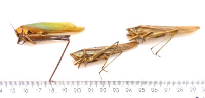Orthoptera ssp.