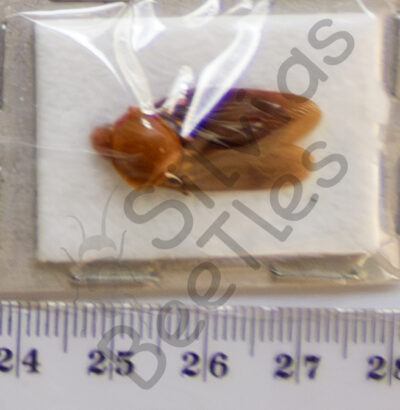 Auchenorrhyncha, Cicada ssp.