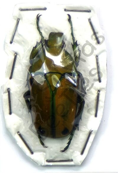 Cyprolais aurata ♀
