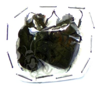 Pseudinca sp.