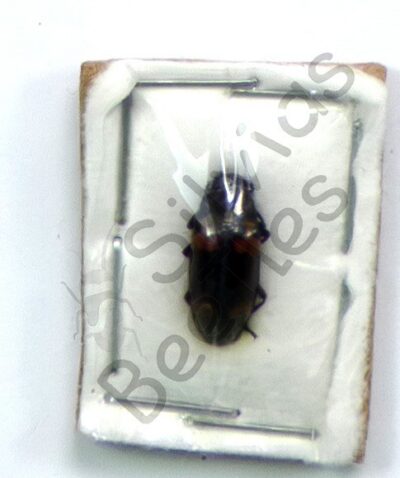 Tenebrionidae sp.