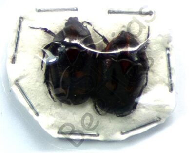 Pachnoda interrupta, ♂ ♀