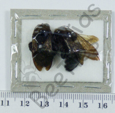 Hymenoptera ssp.