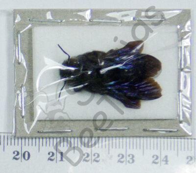 Hymenoptera ssp.