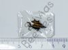 Gasteracantha sp.