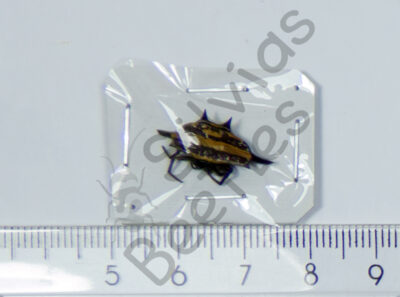 Gasteracantha sp.