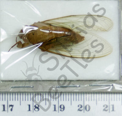 Auchenorrhyncha, Cicada ssp.