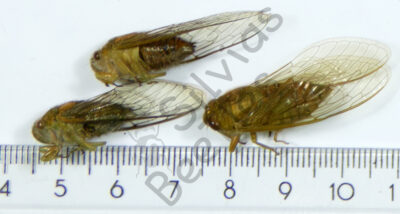 Auchenorrhyncha, Cicada ssp.