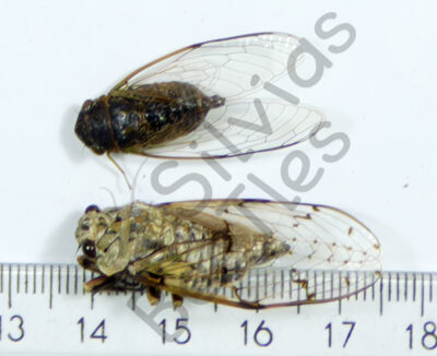 Auchenorrhyncha, Cicada ssp.