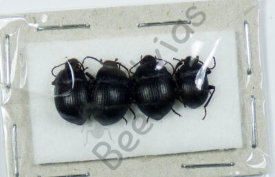 Scarabaeidae sp.