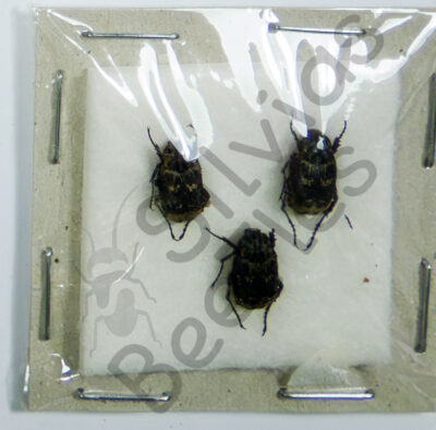 Valginae sp.
