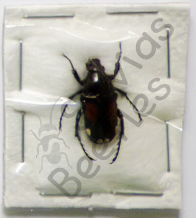 Pygora ornata