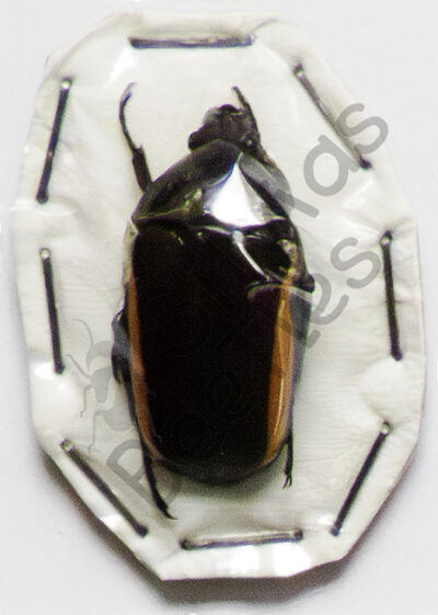 Chlorocala menoceros, ♂
