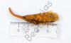 Fulgoridae , Pyrops candelaria