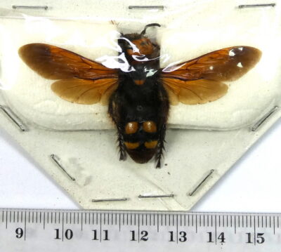 Megascolia maculata maculata, ♀