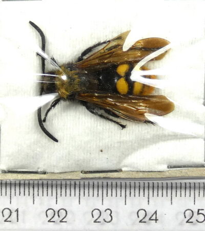 Megascolia maculata maculata, ♂