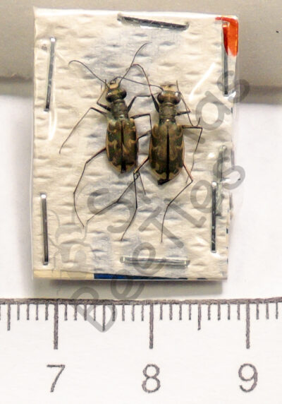 Cicindela trisignata