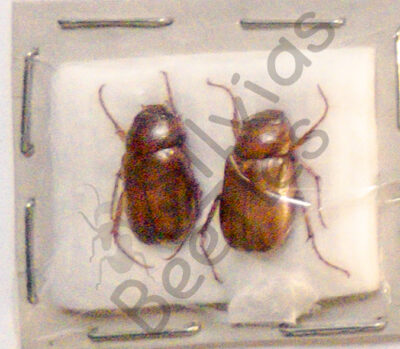Dynastinae ssp.