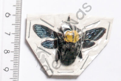 Xylocopa confusa