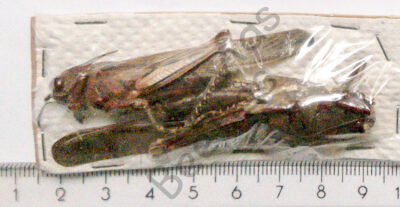 Orthoptera ssp.