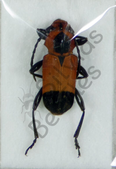 Euryphagus lundii