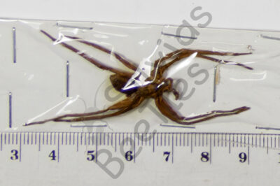 Arachnidae ssp.