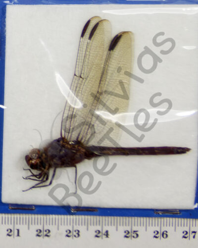 Odonata ssp.