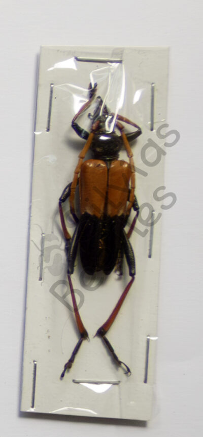 Pachyteria dimidiata