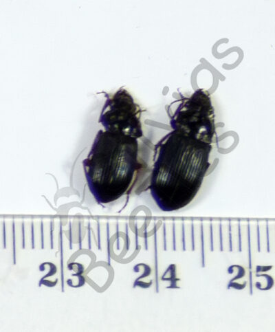 Carabidae ssp.