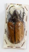 Eupatorus gracilicornis