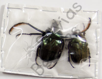 Neoscelis dorhni