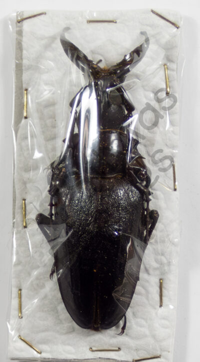 Dorysthenes walkeri