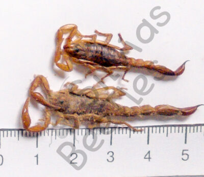Skorpione sp.