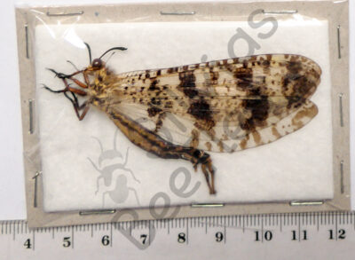 Palpares libelluloides, ♂