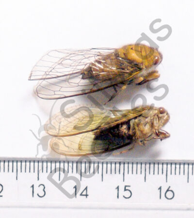 Cicicadae ssp.