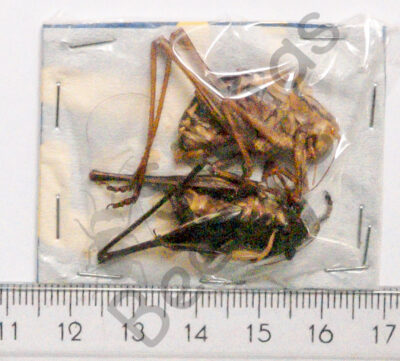 Orthoptera ssp.