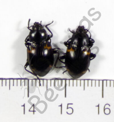 Tenebrionidae sp.