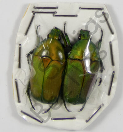 Chlorocala africana camerunica, paar