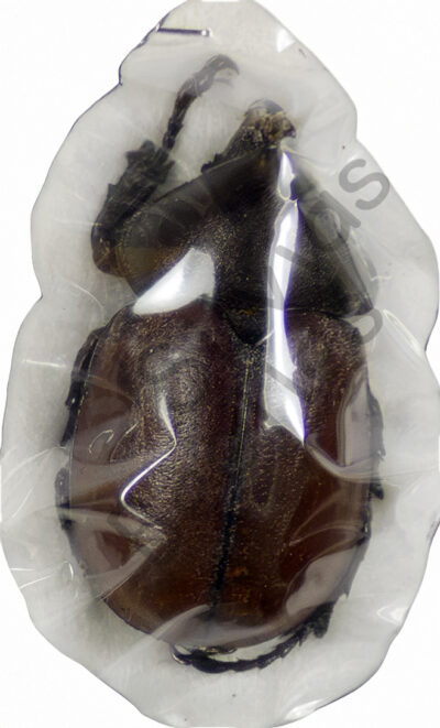 Mitracephala humboldti