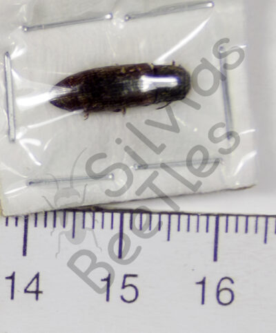 Elateridae ssp.
