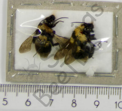 Hymenoptera ssp.
