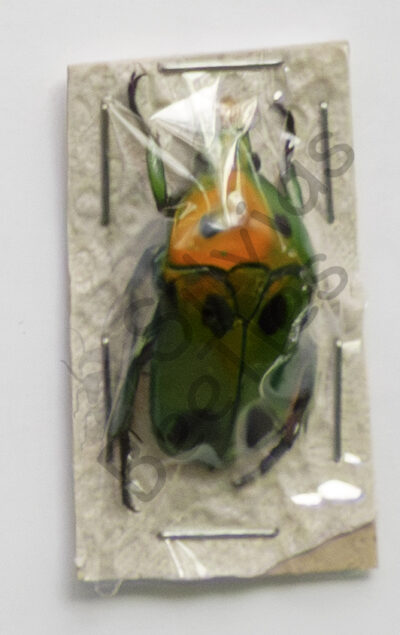 Heterorrhina sexmaculata